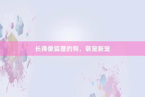 长得像狐狸的狗，萌宠新宠